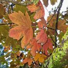 Lieblingsjahreszeit Herbst