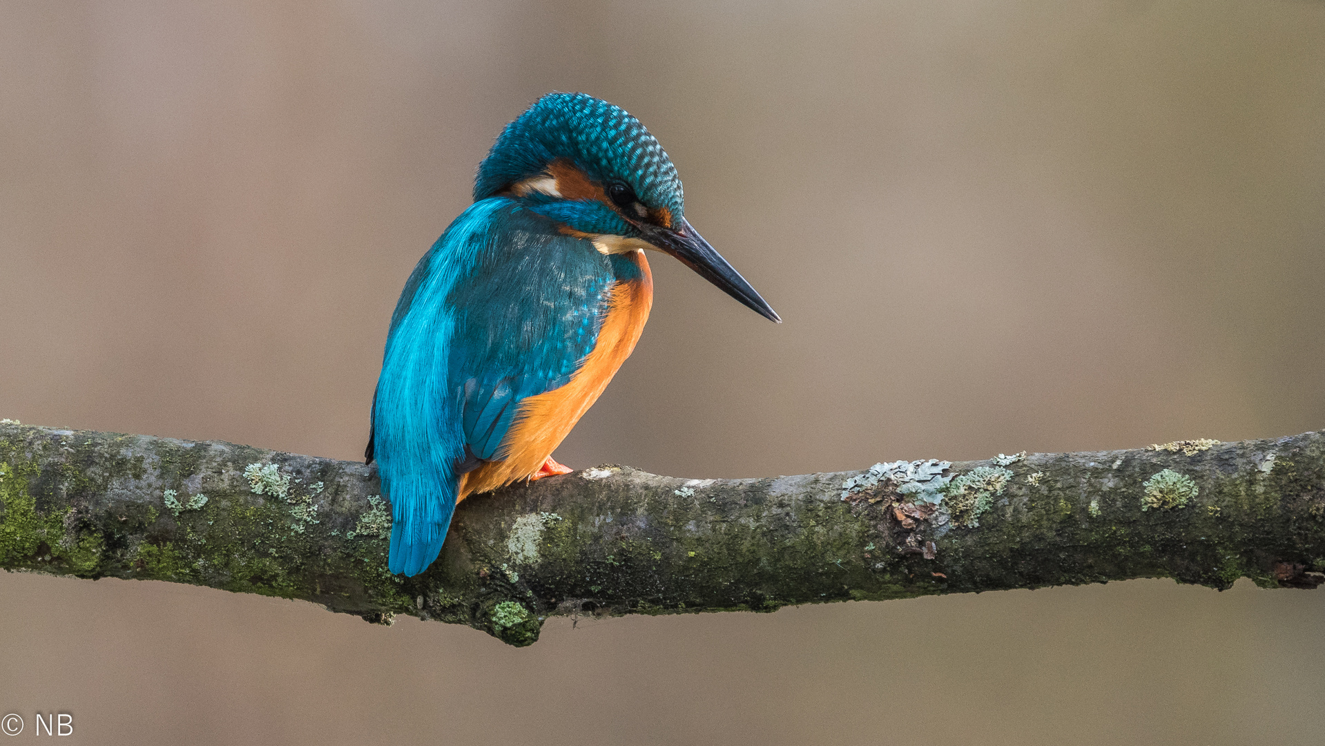 "Lieblingsmotiv-Eisvogel 2020 V"