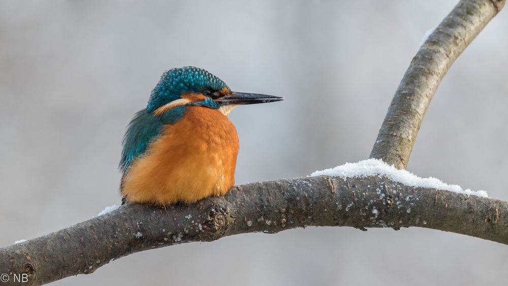 "Lieblingsmotiv-Eisvogel 2020 VI"