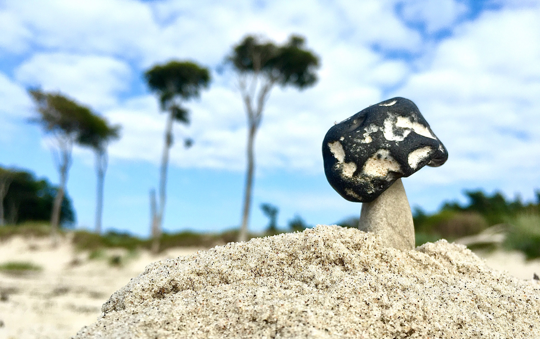 LIEBLINGSORT: Westrand mit jungem Steinpilz