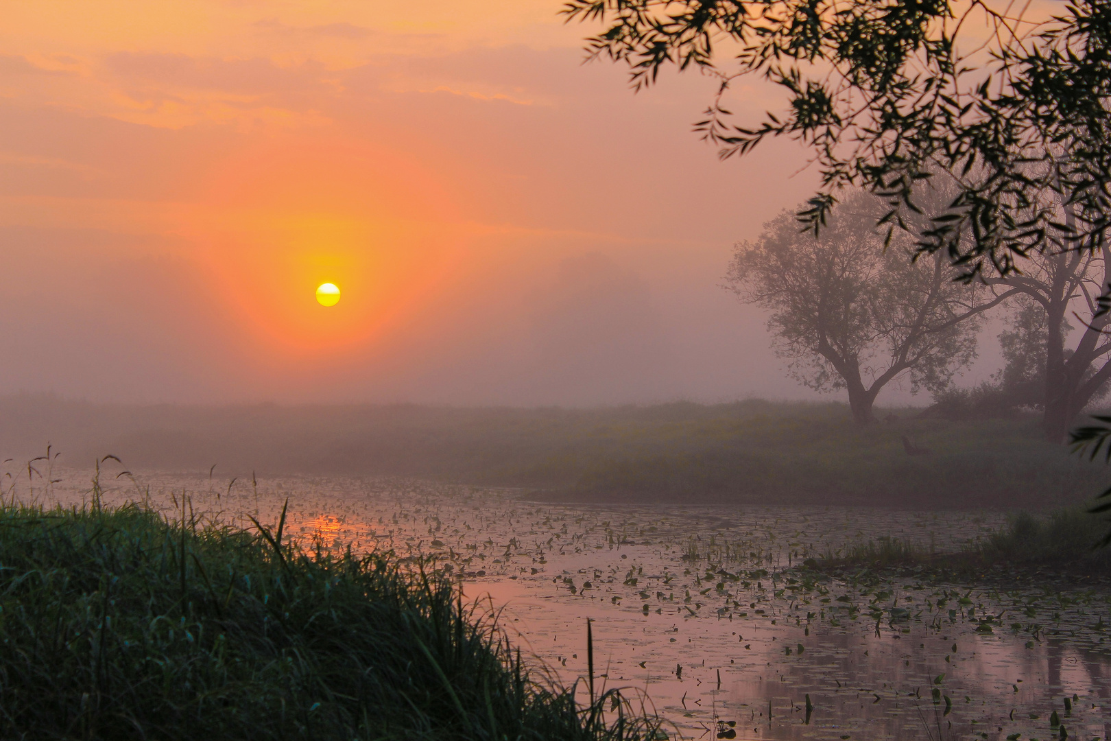 Lieblingsorte - Morgennebel 