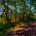 Lieblingsplatz im Wald im Spätsommer