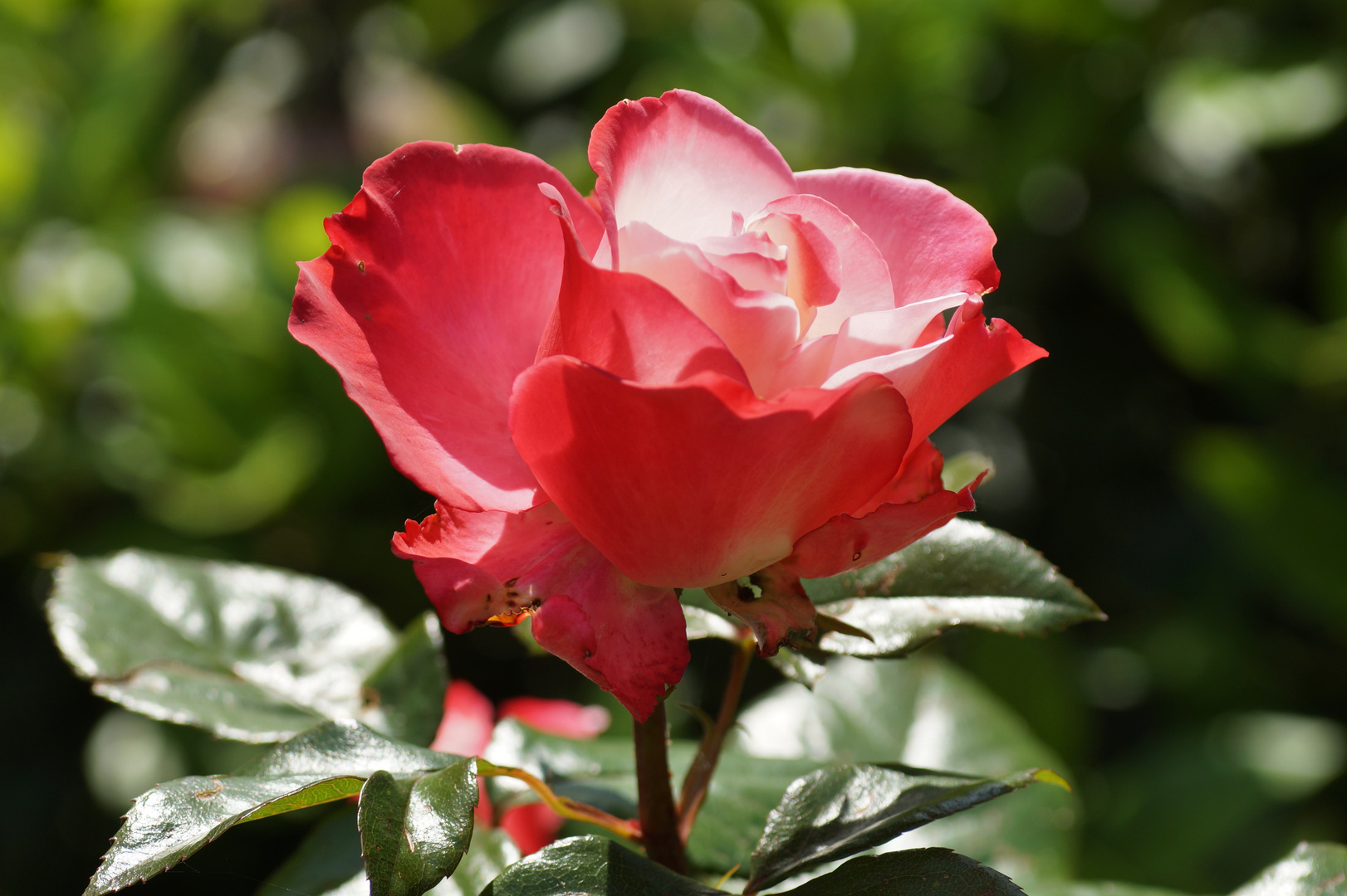 Lieblingsrose in meinem Garten