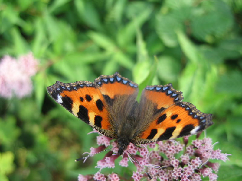 Lieblingsschmetterling