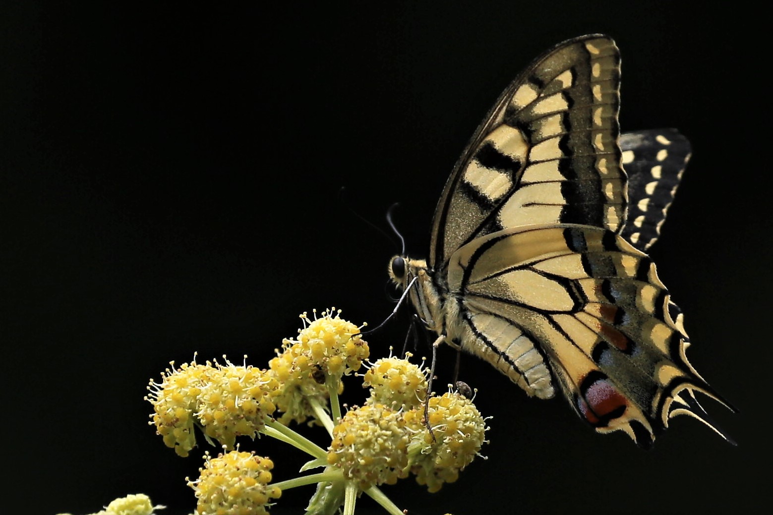 Lieblingsschmetterling