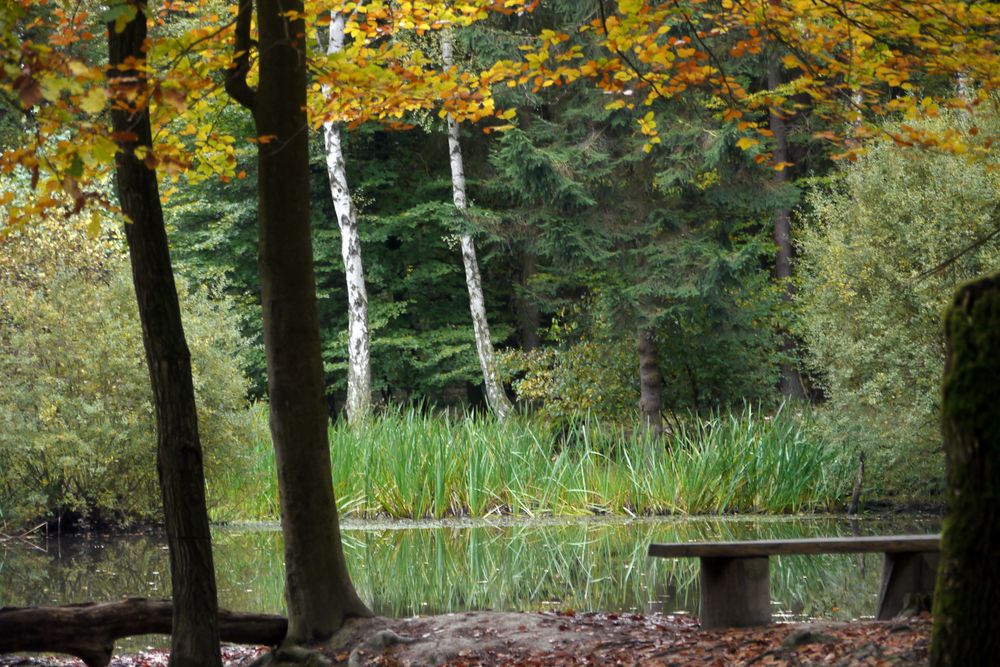 Lieblingstümpel im Herbst