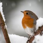 Lieblingsvogel