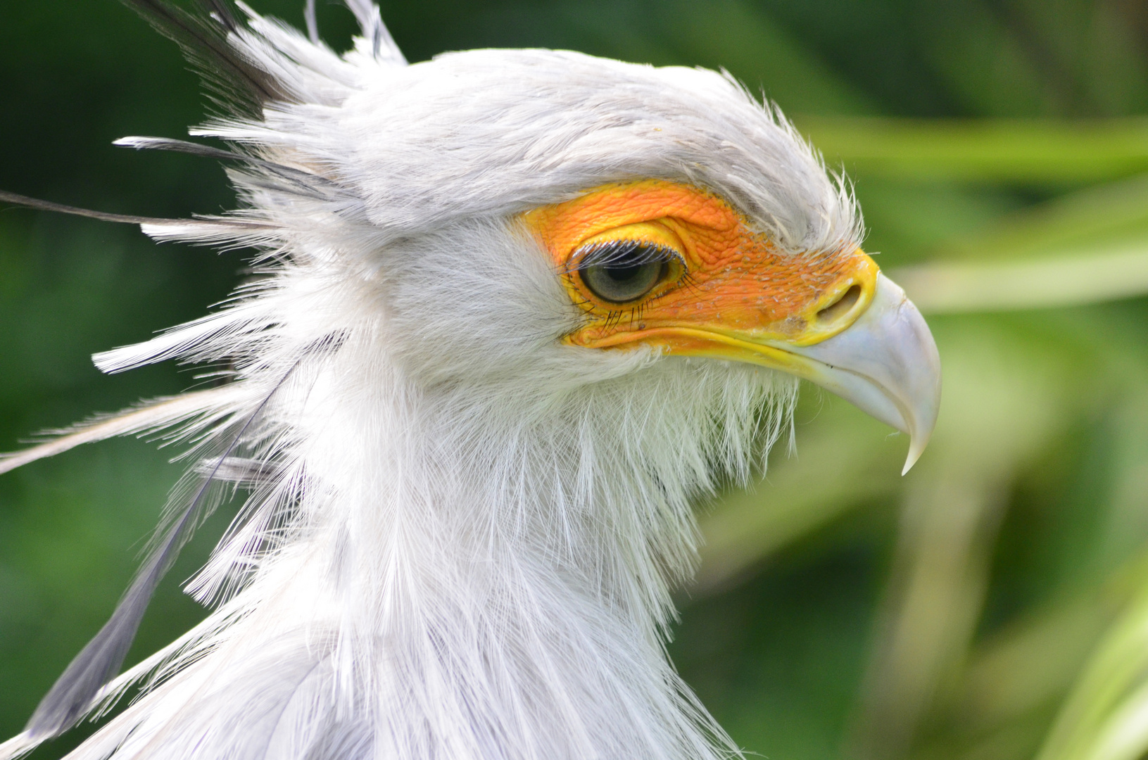 Lieblingsvogel