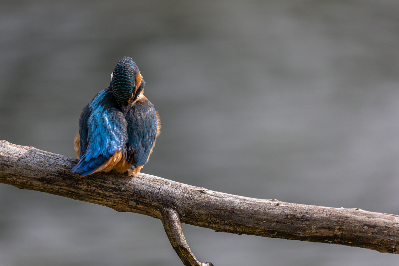 Lieblingsvogel mit neuer Technik fotografiert.