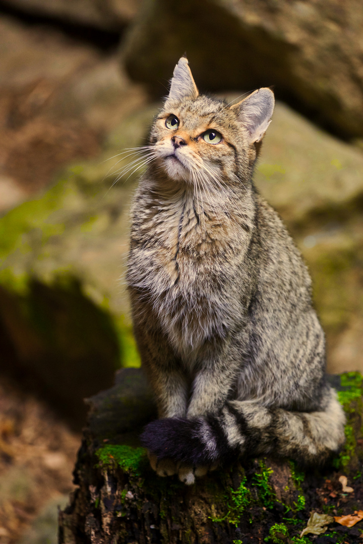 Lieblingswildkatze...