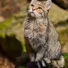 Lieblingswildkatze...