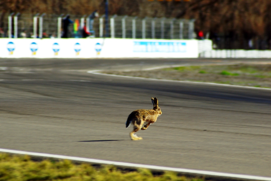 liebre en la pista