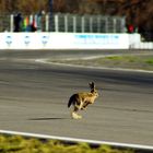 liebre en la pista