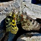 Liebst du mich wirklich? Darf ich dir ganz nahe kommen? Apollofalter (Parnassius apollo). * Foto 1