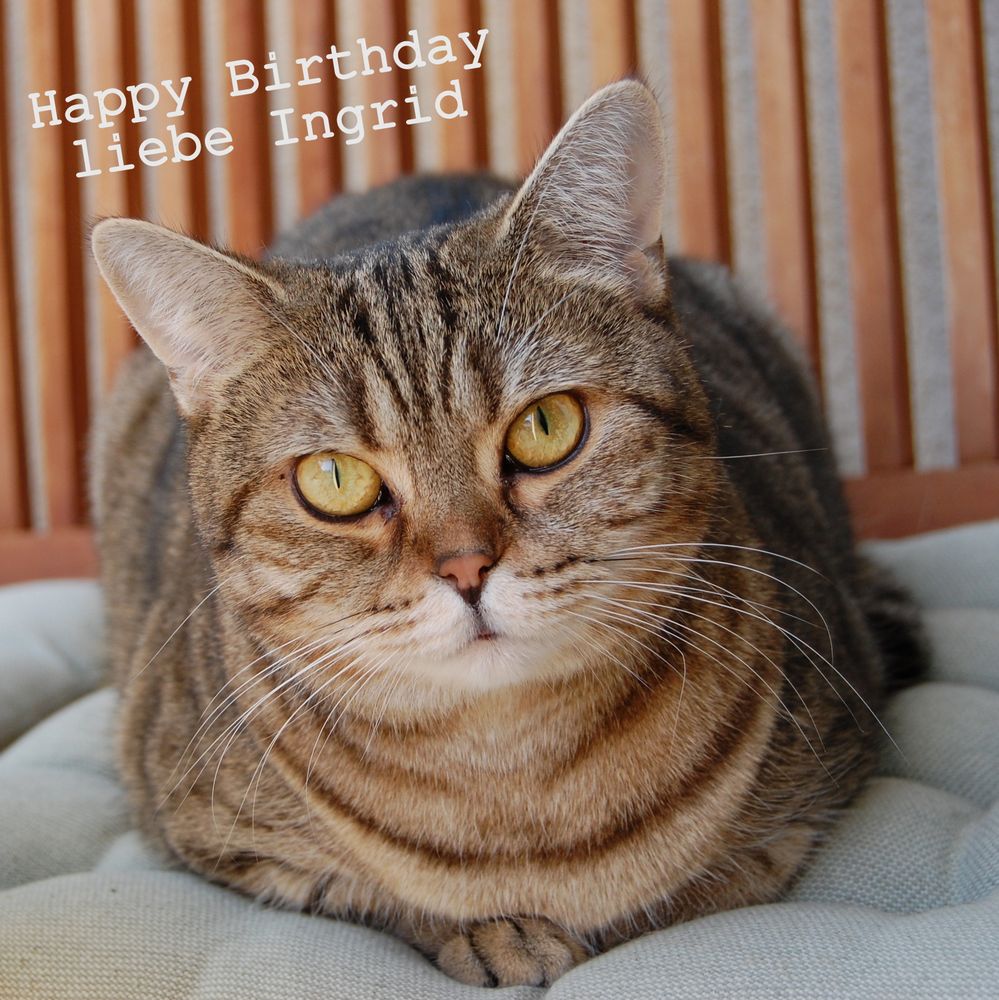 Liebste Ingrid, Foto & Bild spezial, natur, katzen Bilder auf