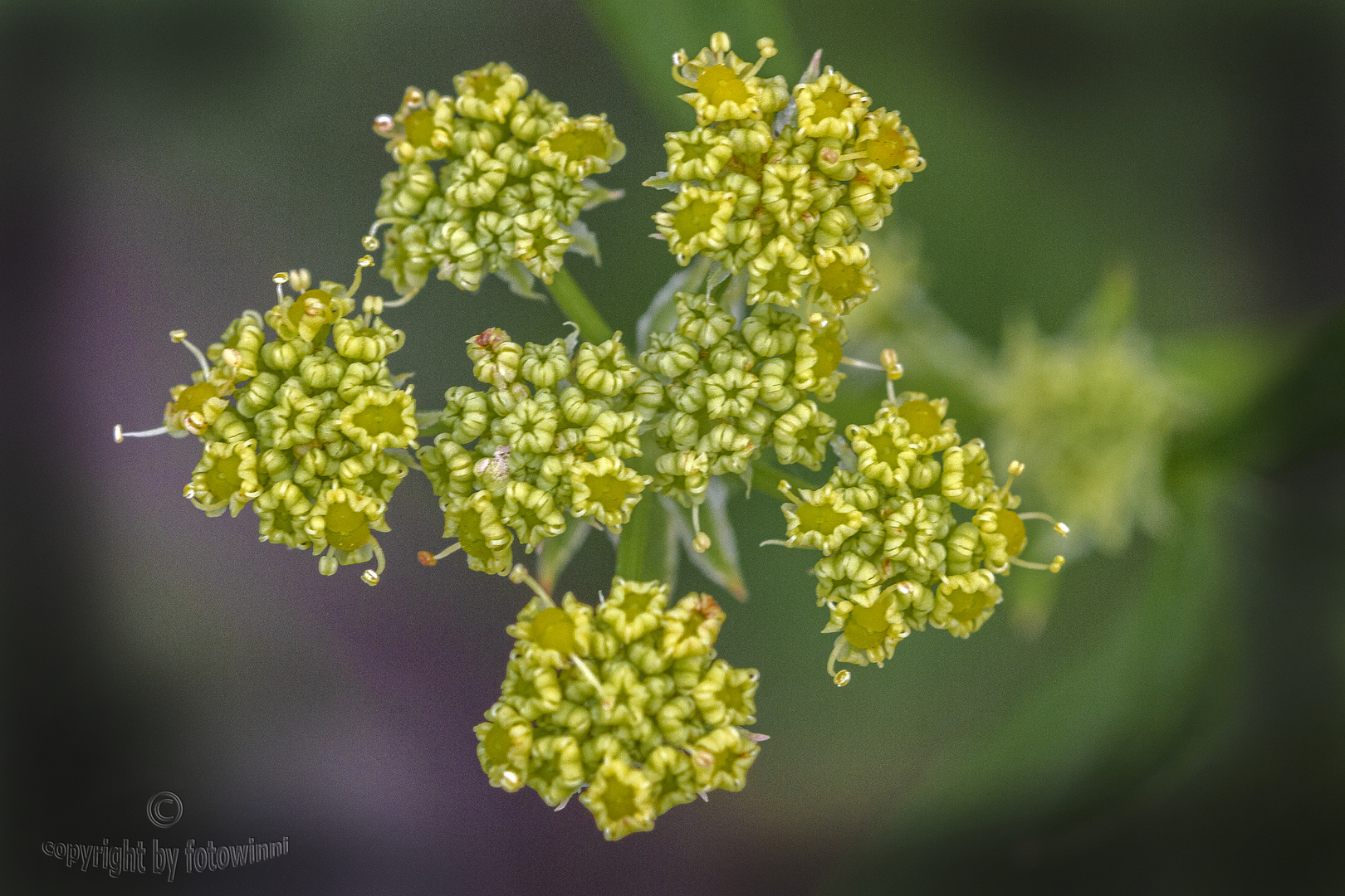 Liebstöckelblüten (Maggikraut)