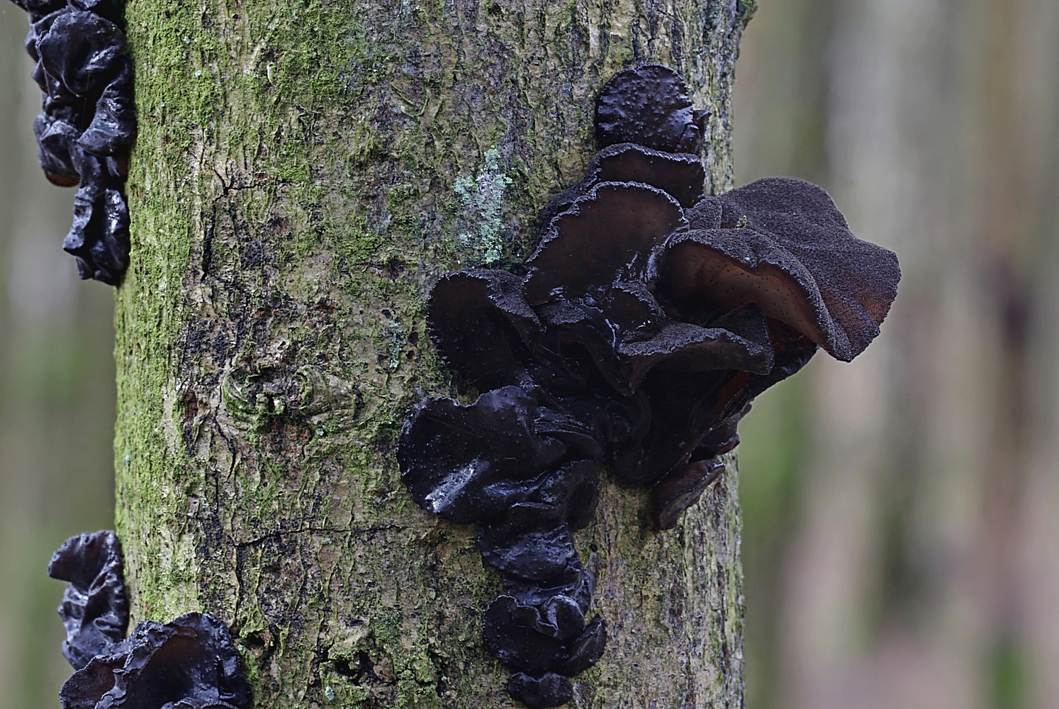 Liebt kaltes, frostfreies Wetter: Abgestutzter oder Stoppeliger Drüsling (Exidia truncata)