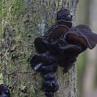 Liebt kaltes, frostfreies Wetter: Abgestutzter oder Stoppeliger Drüsling (Exidia truncata)