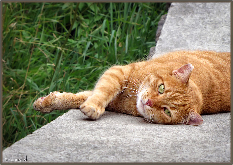 Liechtenstein Katze