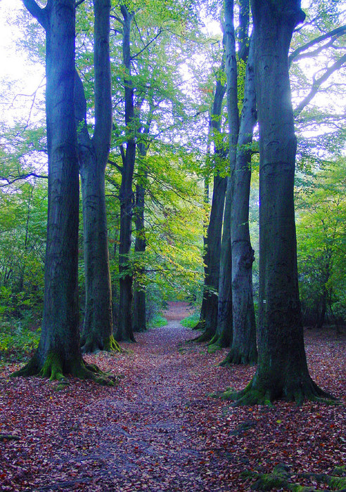 Liedberger Wald von Ulrike Weber