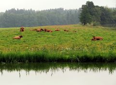 Lieferanten für Milchschokolade