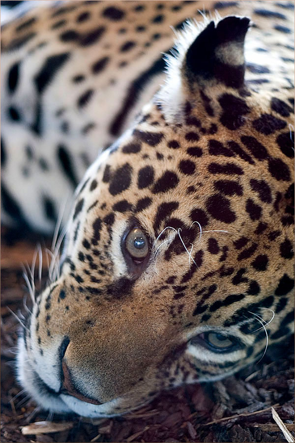 Liegeleopard