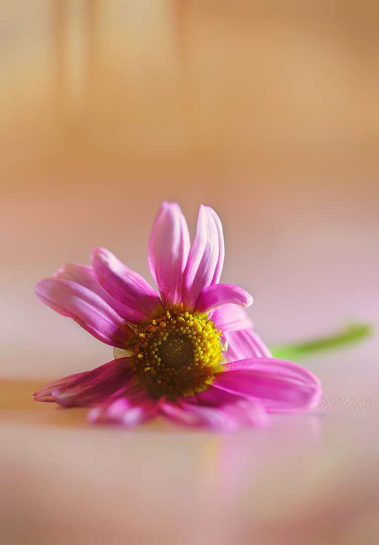 liegen gelassen um die melodie der blüte zu spüren ...