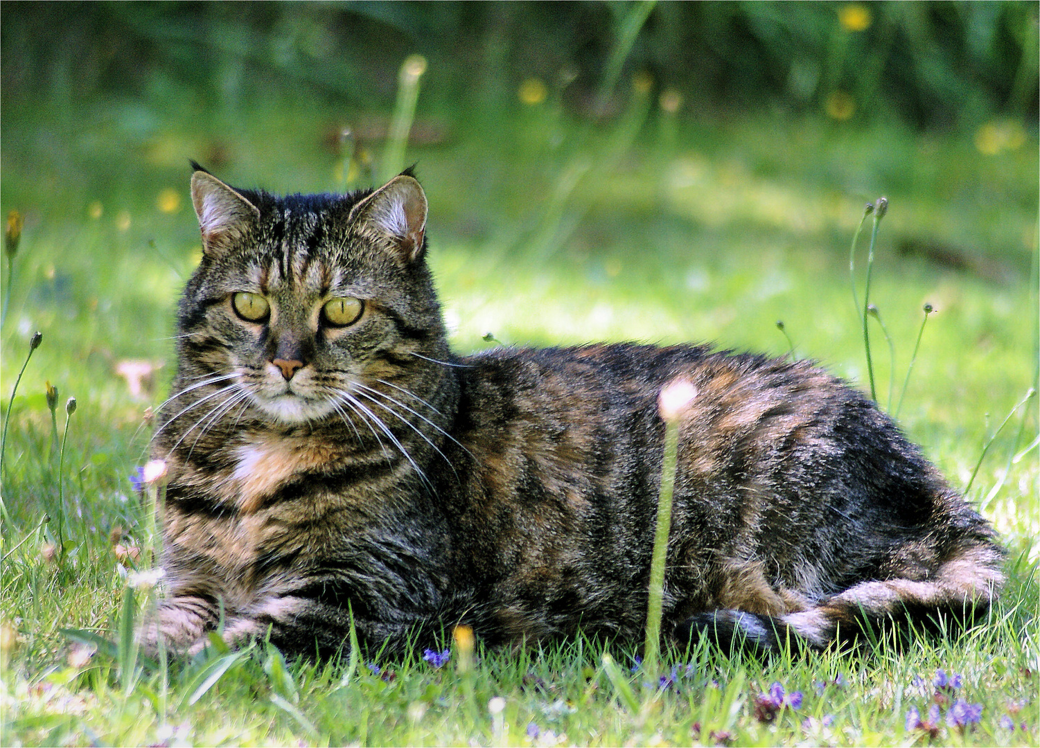 Liegen im Gras ... das hat was