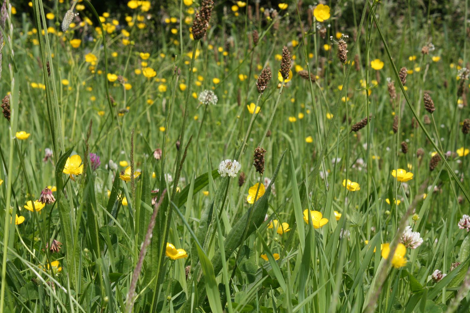 **liegend im Gras**