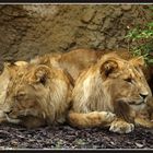 Liegende Löwengruppe