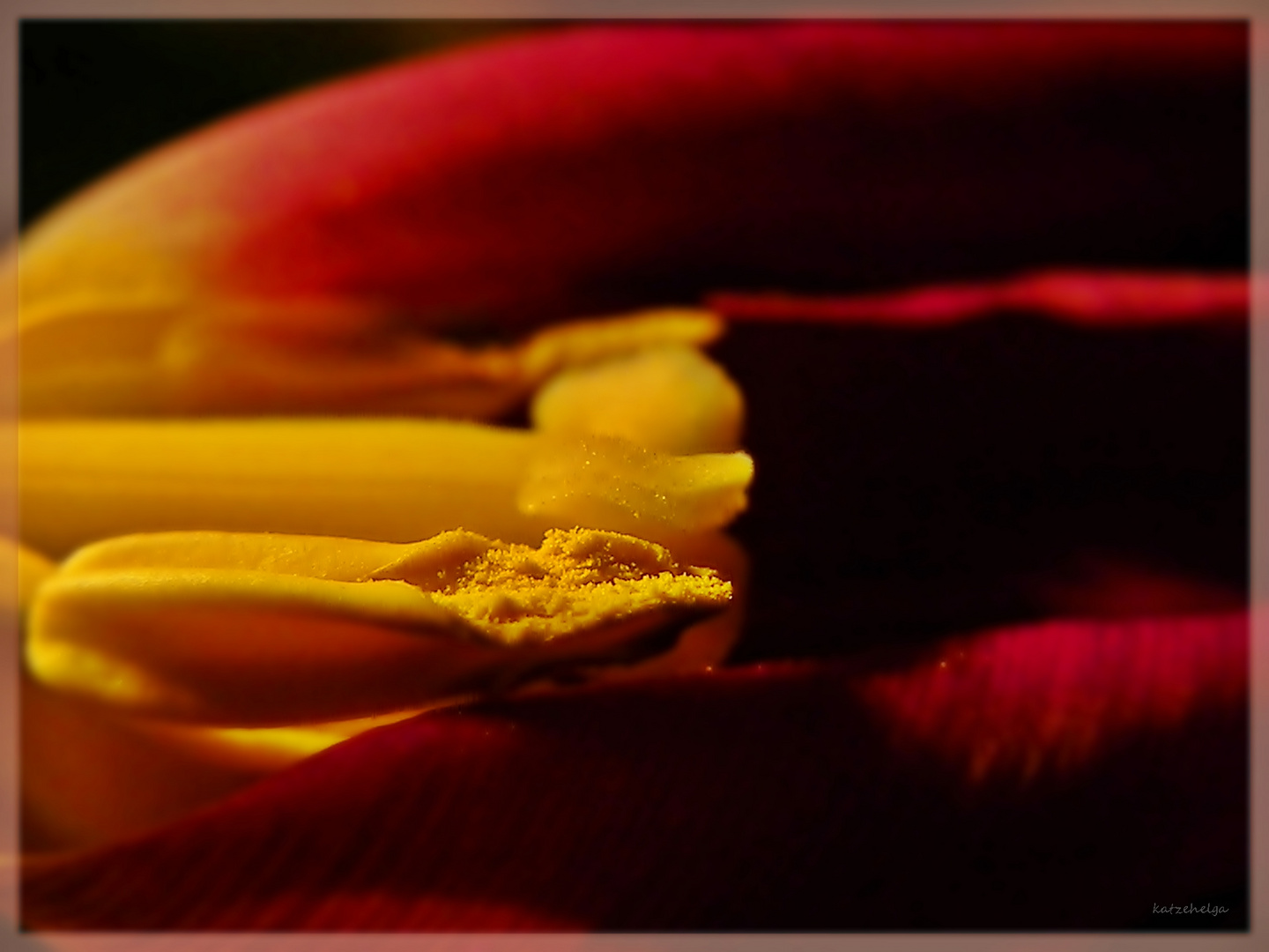 ...liegende Tulpe...