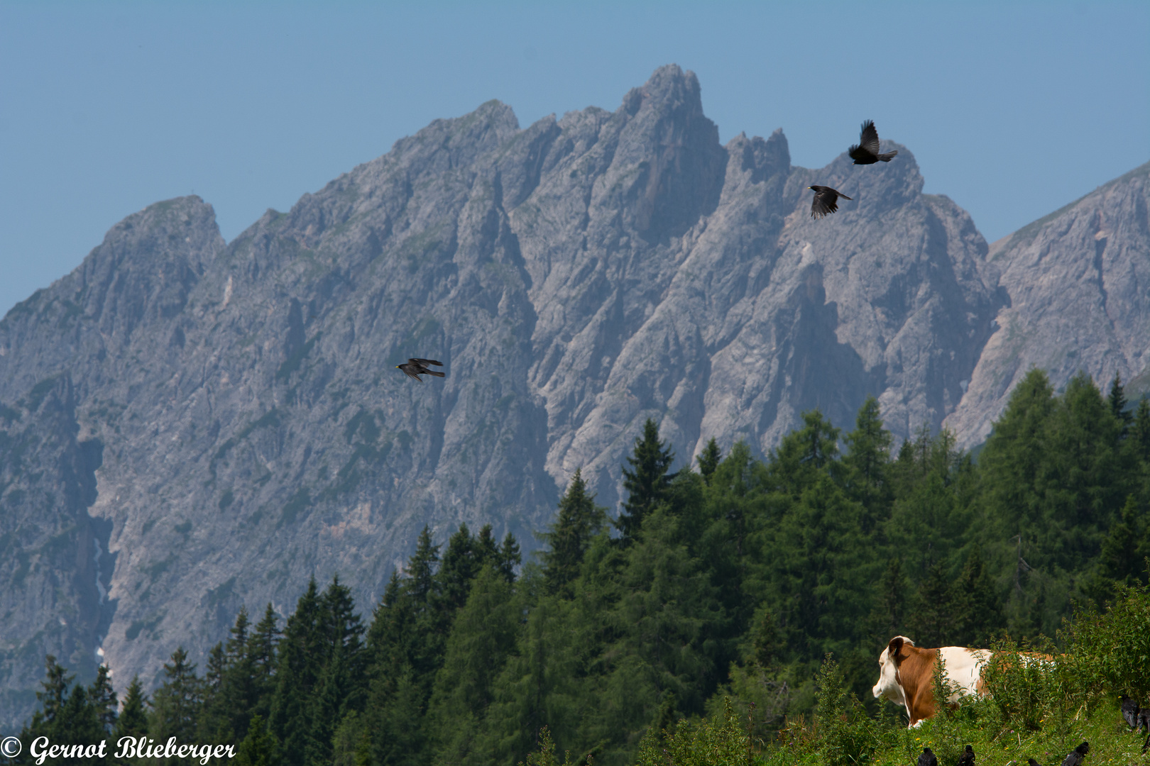 Liegende und fliegende Alpenbewohner