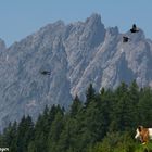 Liegende und fliegende Alpenbewohner