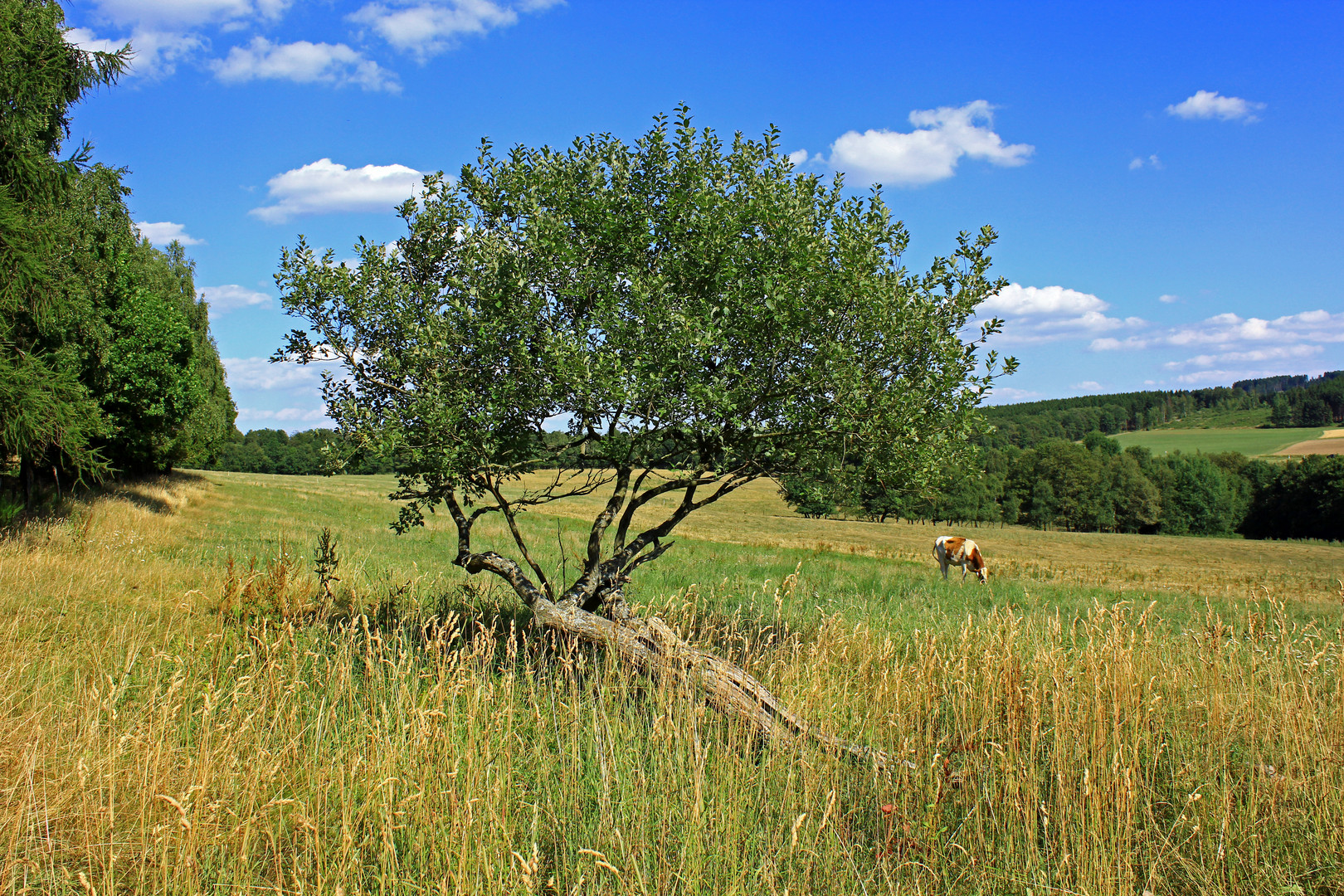 Liegender Baum