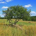 Liegender Baum