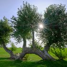 liegender Baum