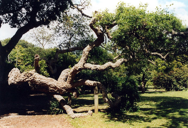 Liegender Baum