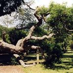 Liegender Baum