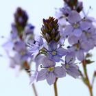 Liegender Ehrenpreis (Veronica prostrata) - mein Mittwochsblümchen