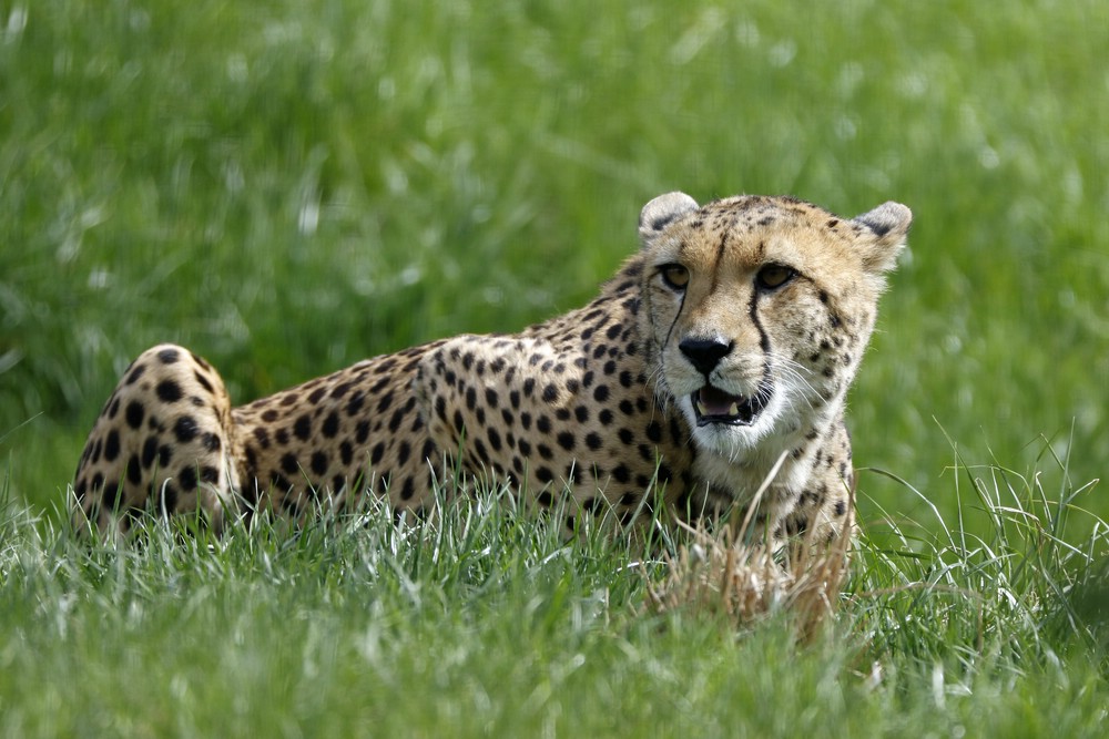 liegender Gepard