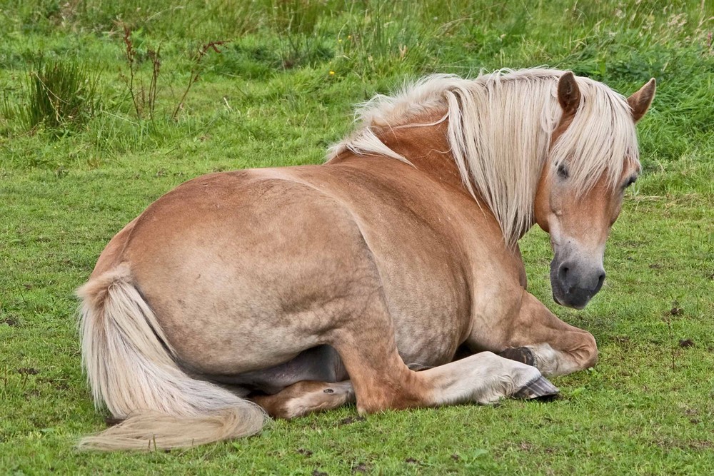 Liegender Haflinger