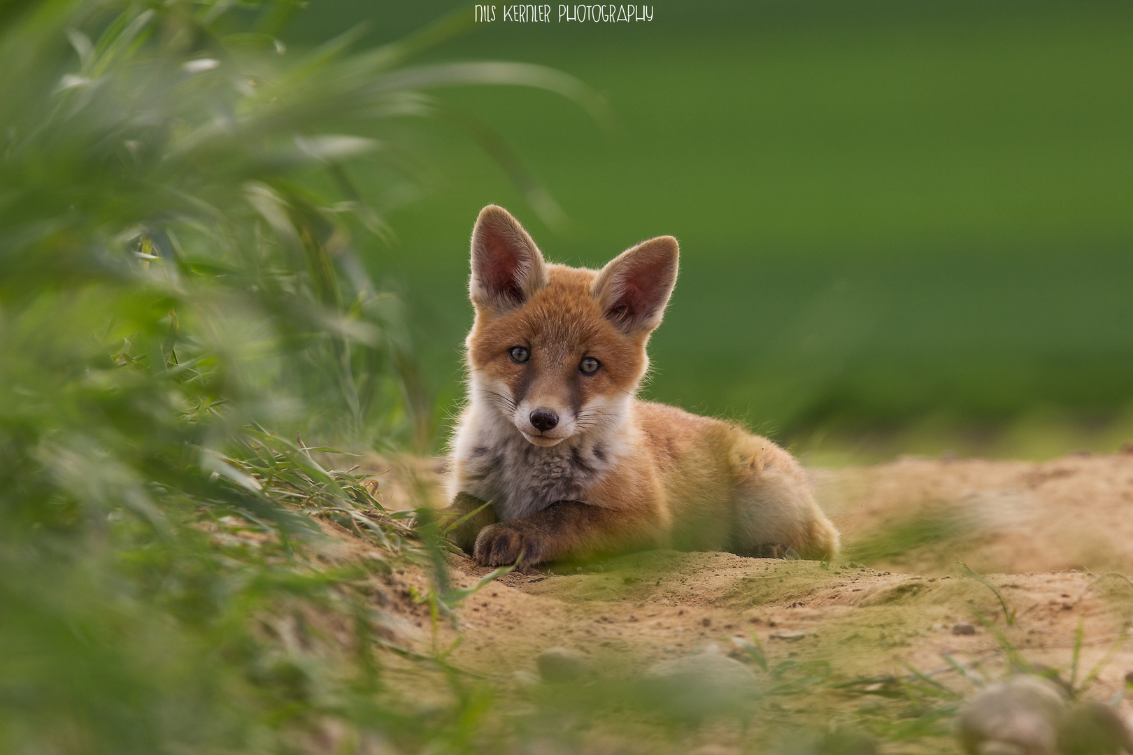 Liegender Jungfuchs