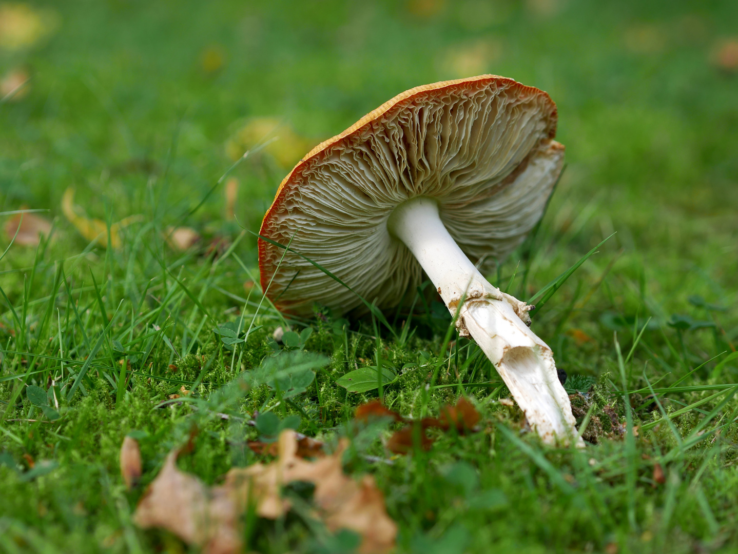 Liegender Pilz