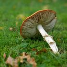 Liegender Pilz