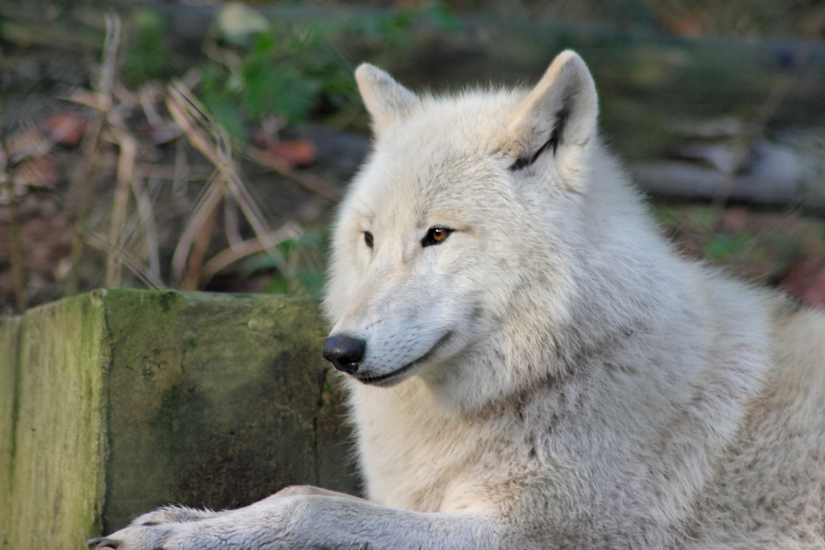 liegender Polarwolf im Wolfspark von Werner Freund in Merzig