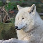 liegender Polarwolf im Wolfspark von Werner Freund in Merzig