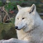 liegender Polarwolf im Wolfspark von Werner Freund in Merzig