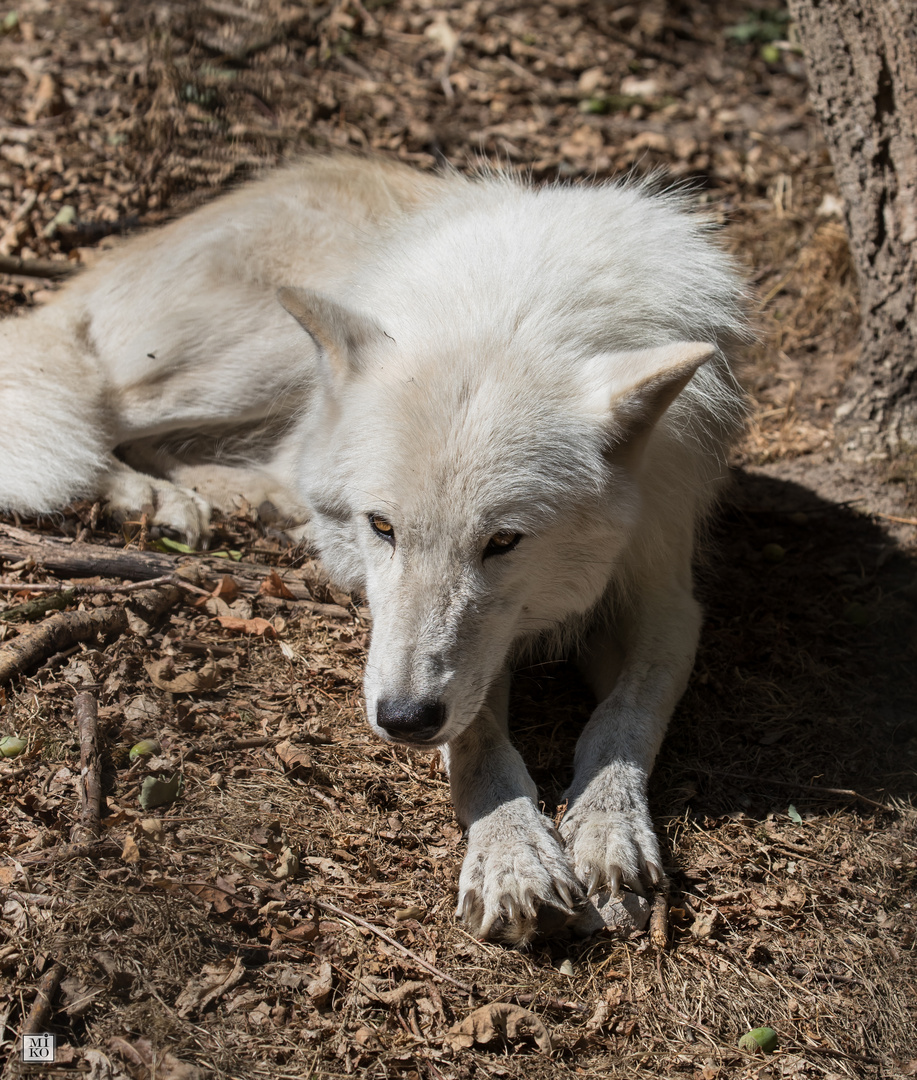 Liegender weißer Wolf