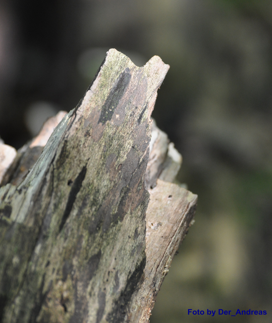 Liegendes Holz im Wald