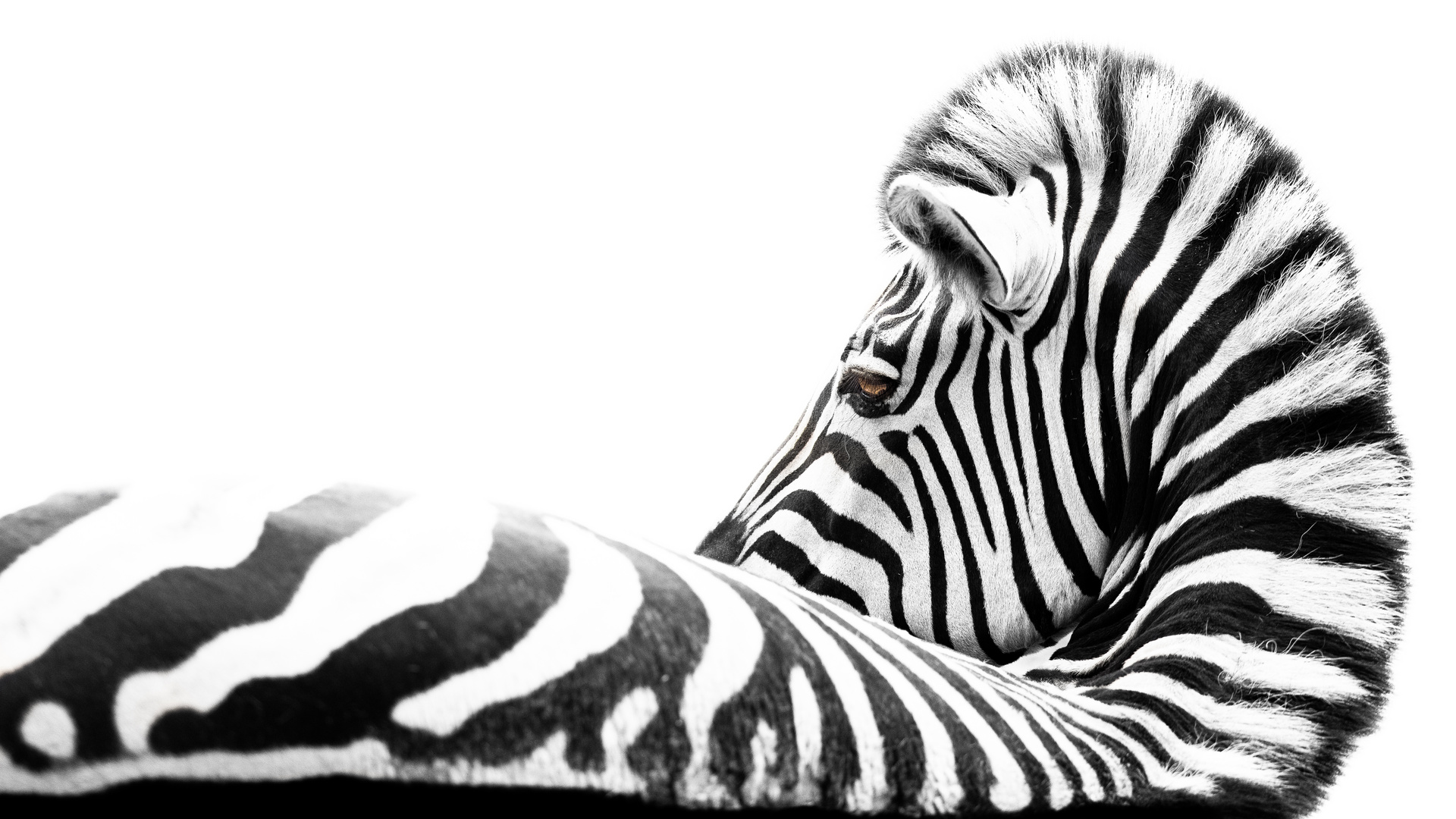 Liegendes Zebra